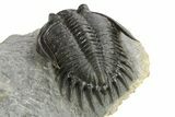 Mrakibina Trilobite - Free-Standing Genal Spines #289445-4